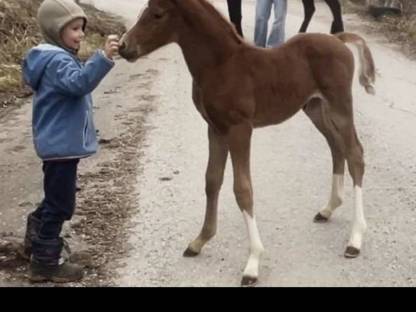 Bild 4:Deutsches Reitpony