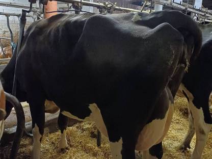Holstein Kuh