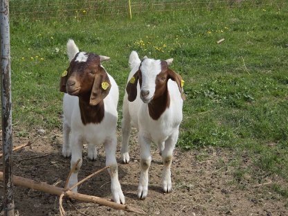 Bild 6:Verkaufe Burenziegen