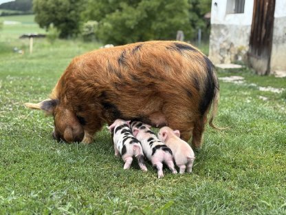 Bild 7:Warum Kune Kune besser sind als 'Minischweine'