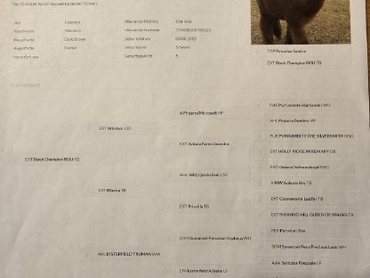 Bild 4:Alpaka Deckhengst