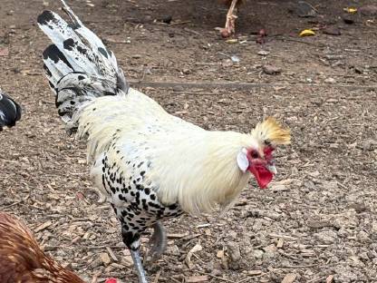 Bild 5:Appenzeller Spitzhauben Hahn