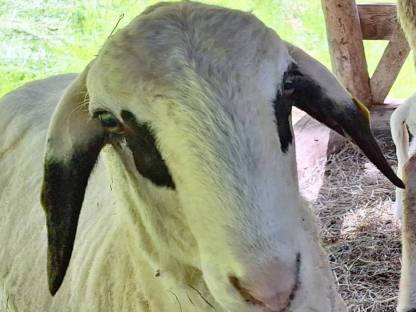 Brillenschaf Widder