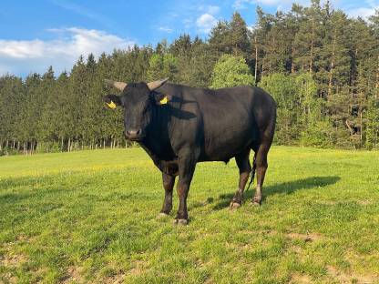 Bio Wagyu - Ochsen