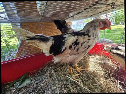 Dänischer Leghorn Hahn