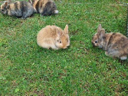 Zwergkaninchen