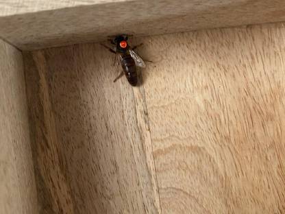 Bild 4:Carnica Bienenvolk/Ablegervolk aus 2025 mit F1 Königin