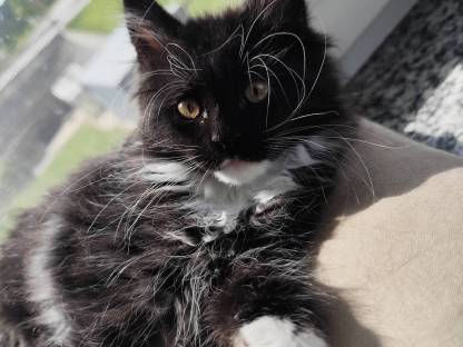 Maine Coon Kitten