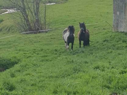 Bild 2:Mini Shetty Ponyhengste