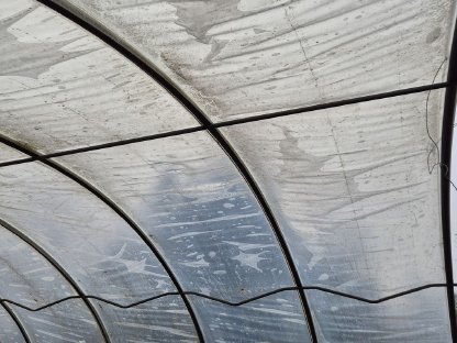Bild 2:Folientunnel, Gewächshaus, Halle, Treibhaus, Weideze