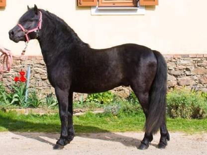 Bild 8:Dartmoor Ponyfohlen zu verkaufen