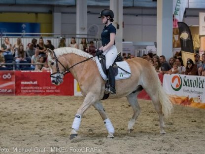 Bild 2:Schicker, sportiver Haflingerwallach zu verkaufen