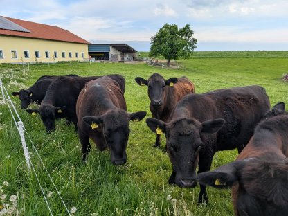 Trächtige Angus Kalbinnen
