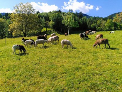 Nolana / Braunes Haarschaf