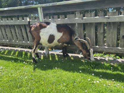 Bild 5:1b Tauerscheckziege