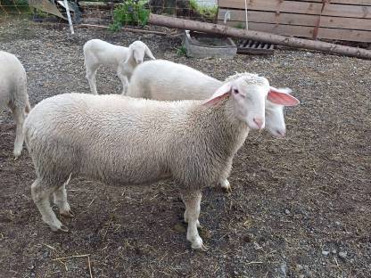 Merino Widder