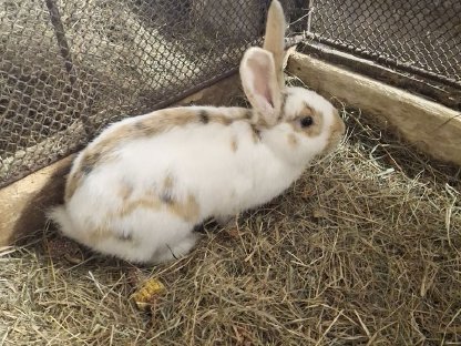 Bild 7:Hasen, Fleischhasen/Schlachthasen