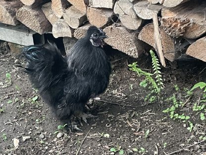 Zwerghahn