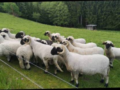Walliser Schwarznasen Schafe