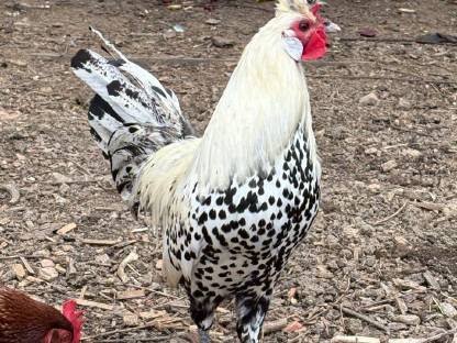 Bild 4:Appenzeller Spitzhauben Hahn