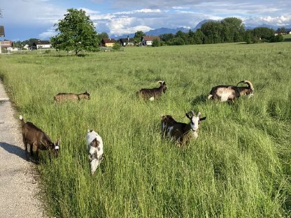 Verkaufe reinrassige Tauernschecken-Kitze
