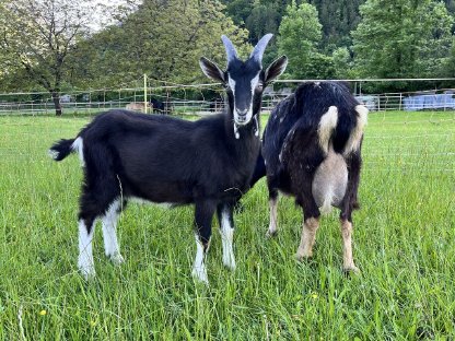 Bild 4:5 Pi-Strahlenziegen Bockkitze