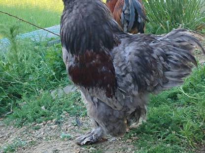 Bild 3:Zwerg Brahma Hahn