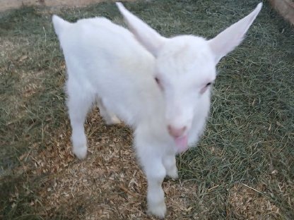 Saanebock Gen. Hornlos