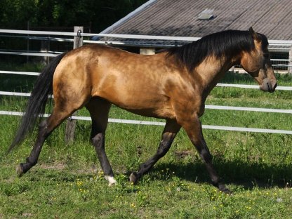Bild 2:Deckanzeige American Quarter Horse Hengst Onelittlestepforluna