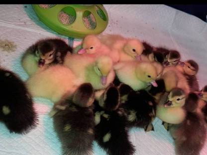 Warzen Enten Küken