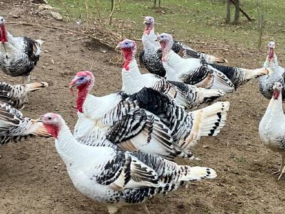 Bild 6:Cröllwitzer Puten Küken