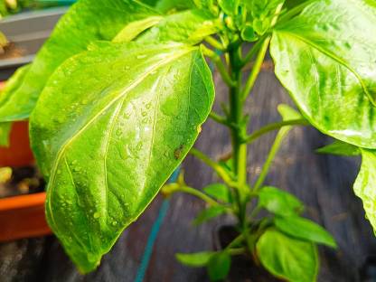 Bild 5:Gemüsepflanzen