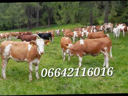Suche BIOKALBINNEN