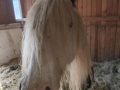Tinker Stute Beistellpferd