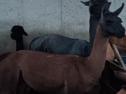 Bild 8:Lama zu verkaufen