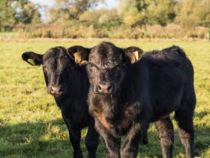 Suche Bio-Angus-Kälber mit Papieren, schwarz