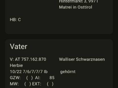HB fähiger Walliser Schwarznasen Jungwidder