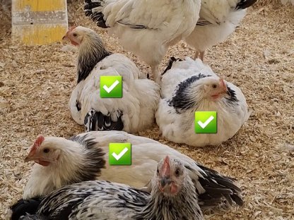 Hühner - Huhn - Hähne - Hahn