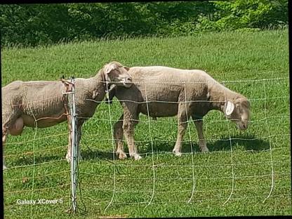 Bild 2:Merino Widder