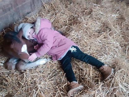 Bild 7:Reitpony Hengstfohlen Nesquik SP
