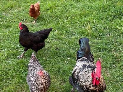 Bild 2:Bruteier von Rasse-Mix-Hühnern