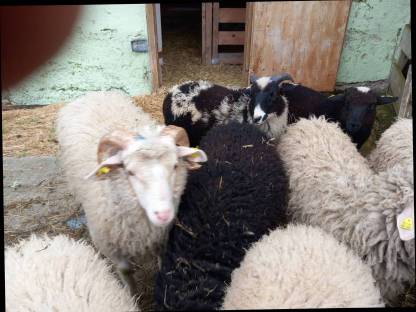 Bild 2:Waldschaf Widder