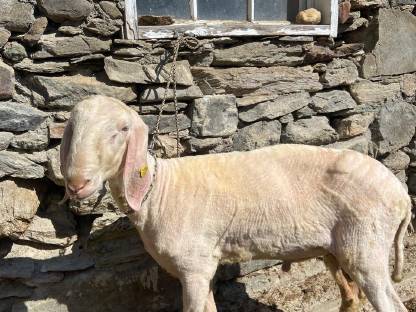 Tiroler Bergschaf Widder