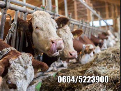 Kühe in Milch
