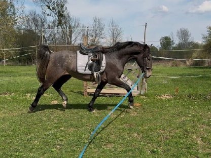 Lieber Lipizzaner Wallach reinrassig