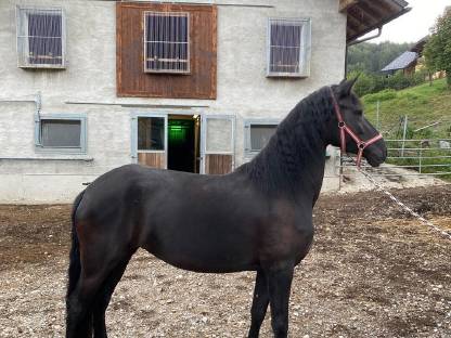 Bild 2:Verkaufe schöne Arabofriesen-Stute