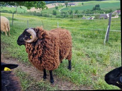 Bild 2:Waldschaf Widder