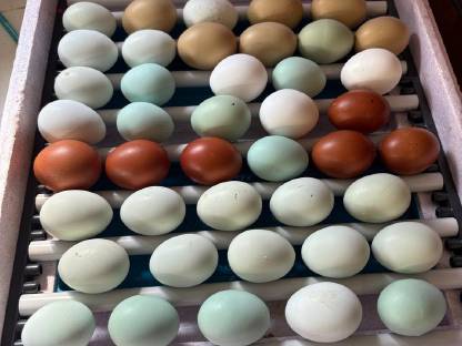 Bild 2:Bruteier Buntleger