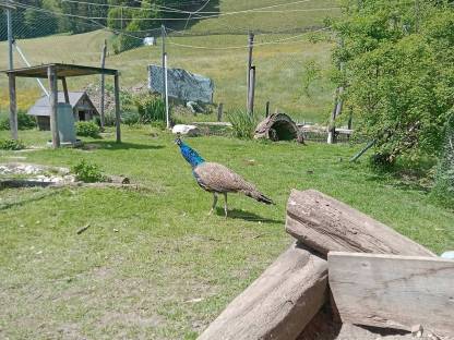 Pfau