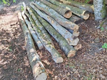 Buchenrundholz